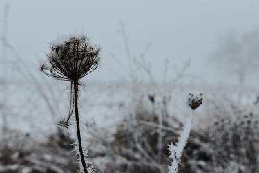 How Cold Plunge Contrast Therapy Resets Your Nervous System