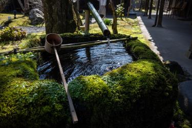 Urban Forest Bathing Booths Bring Nature Into City Office Buildings